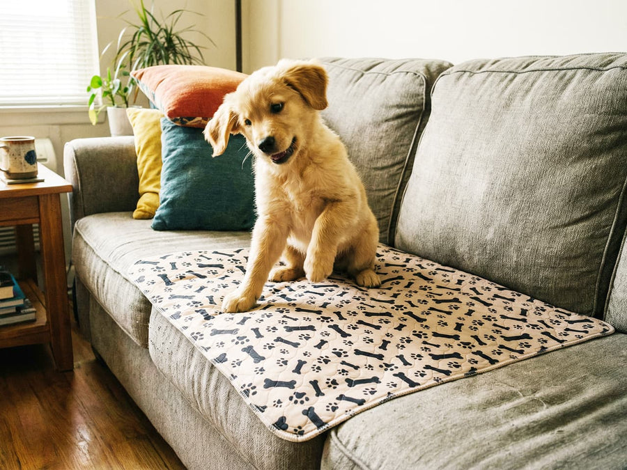 Built for real daily use with dogs.