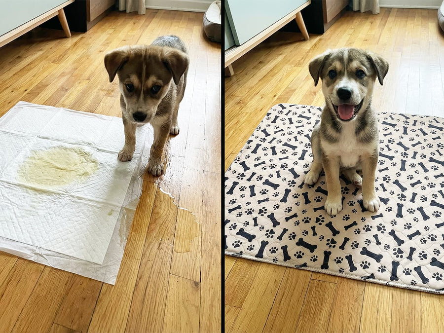 Why we created a better puppy pad.